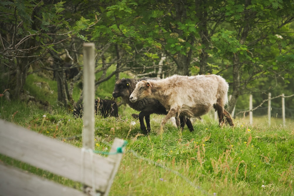 a couple of sheep standing on top of a lush green field