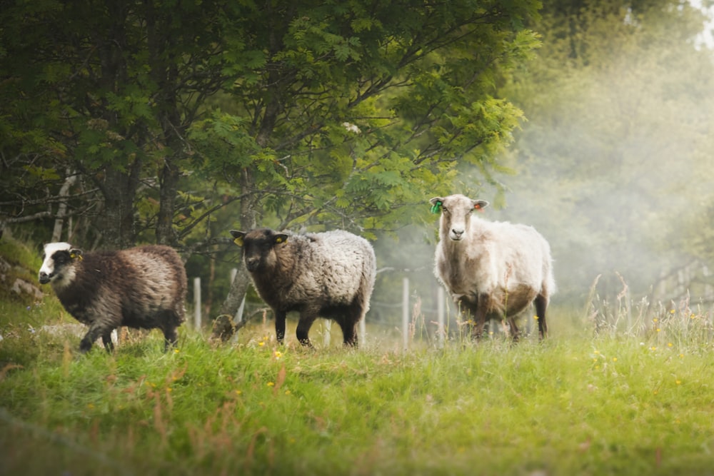 緑豊かな野原の上に立つ羊の群れ