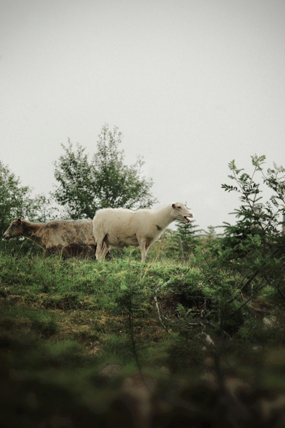 緑豊かな野原の上に立つ羊のカップル