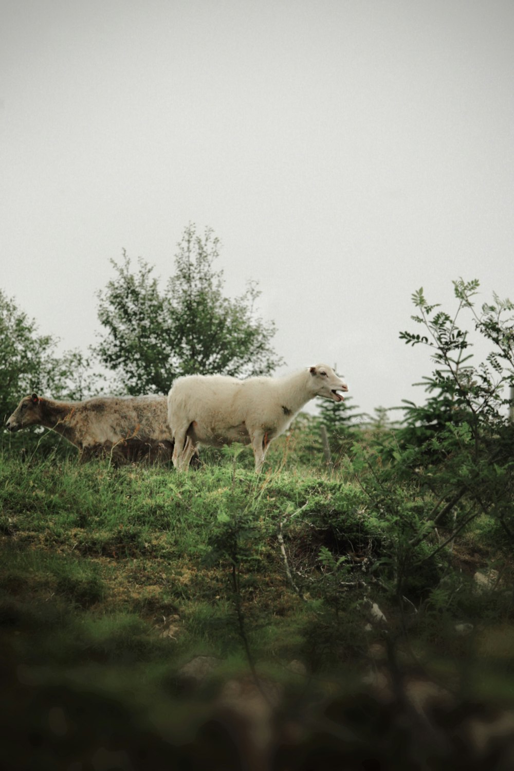 a couple of sheep standing on top of a lush green field