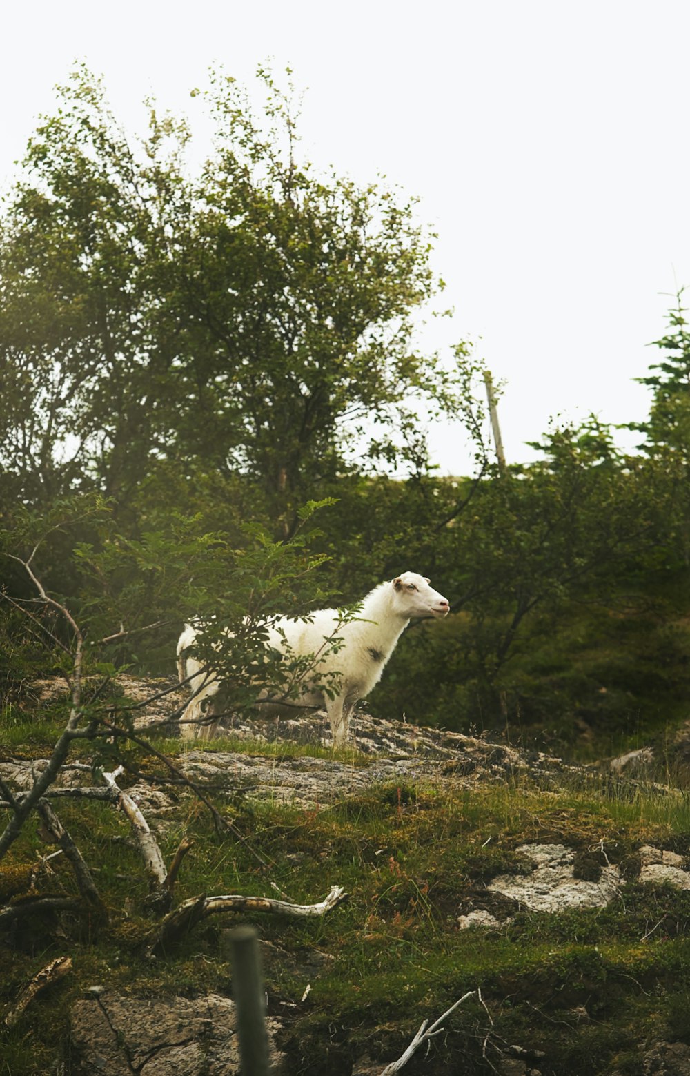 a white dog standing on top of a lush green hillside