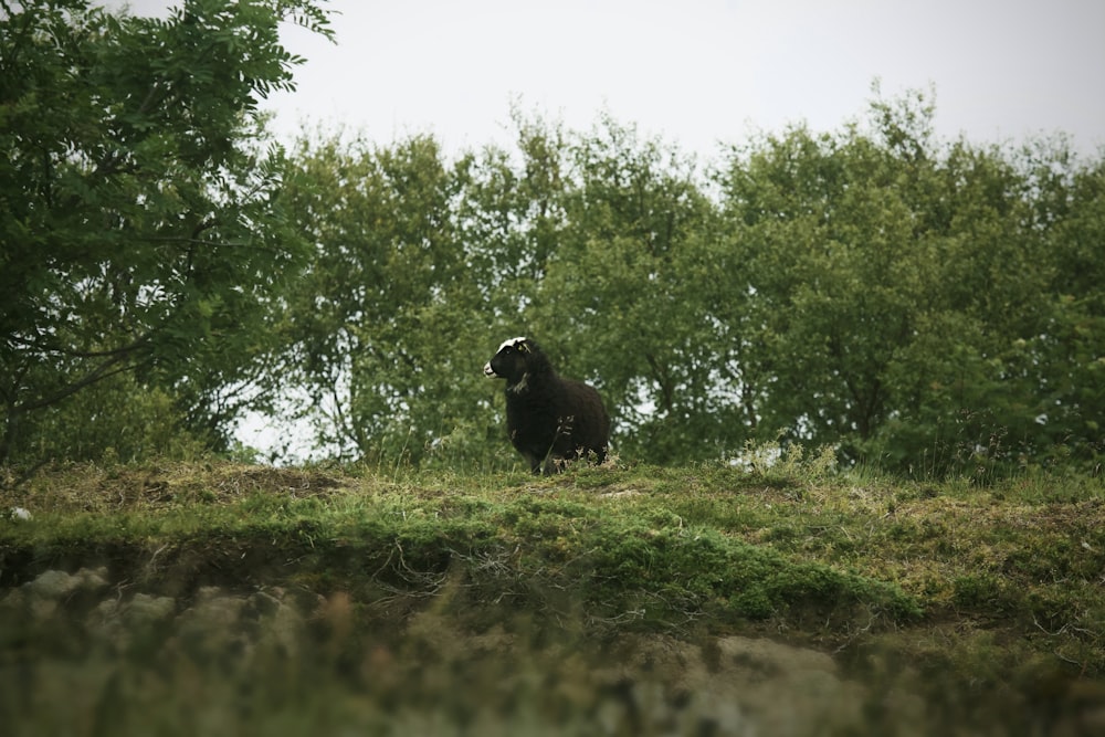a black bear standing on top of a lush green hillside
