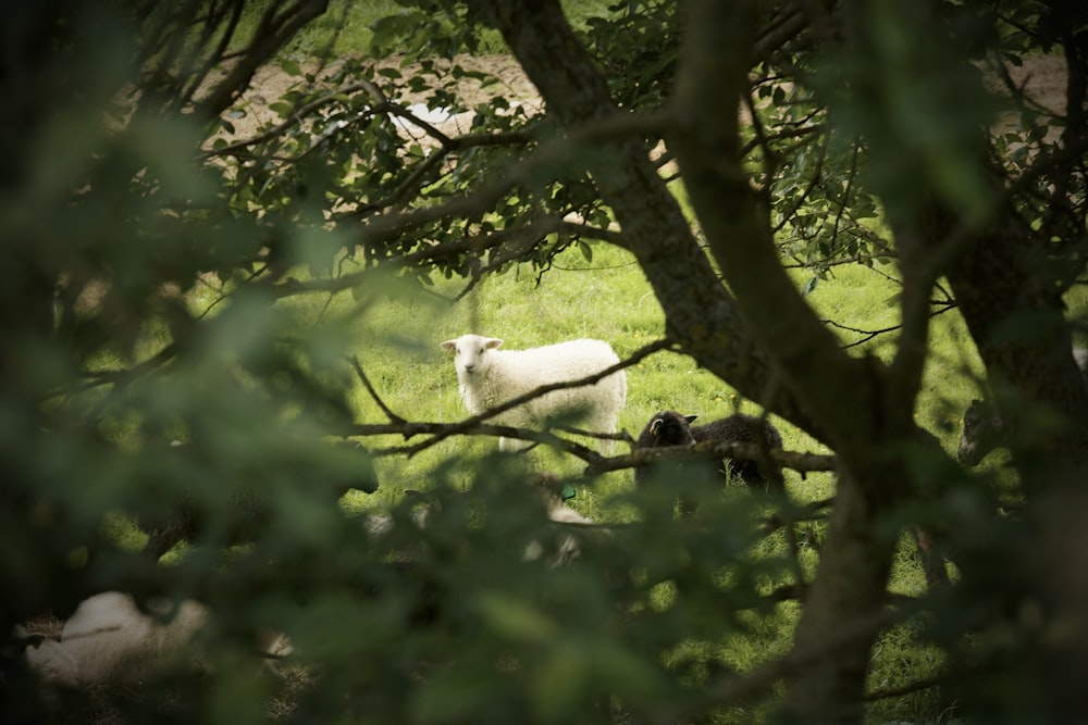 a sheep is standing in the shade of a tree