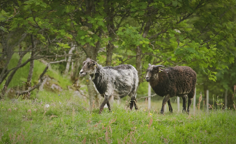 a couple of sheep standing on top of a lush green field