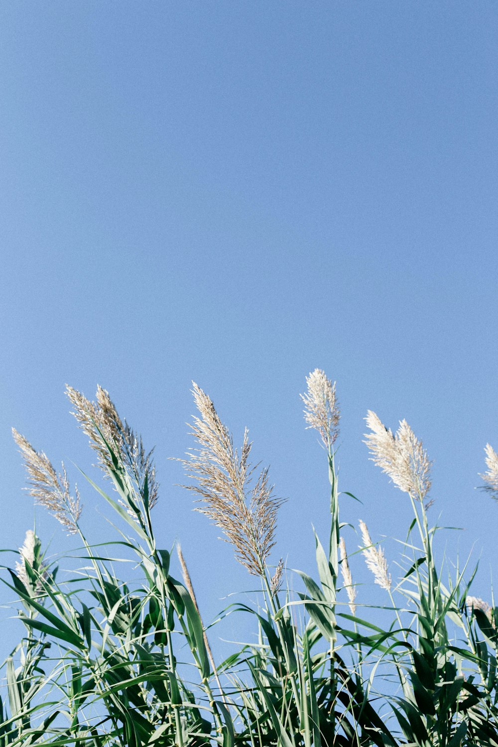 tall grass blowing in the wind against a blue sky