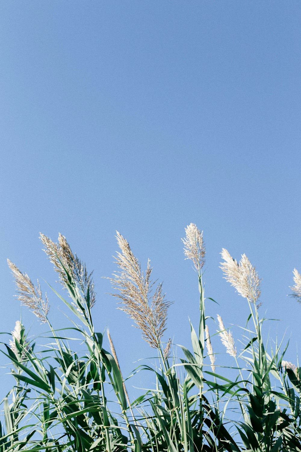 hohes Gras, das im Wind gegen einen blauen Himmel weht