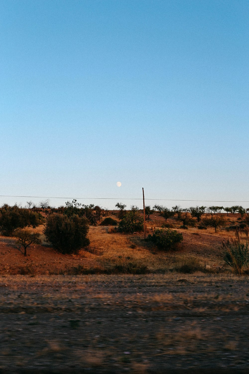 a lone giraffe standing in the middle of a desert