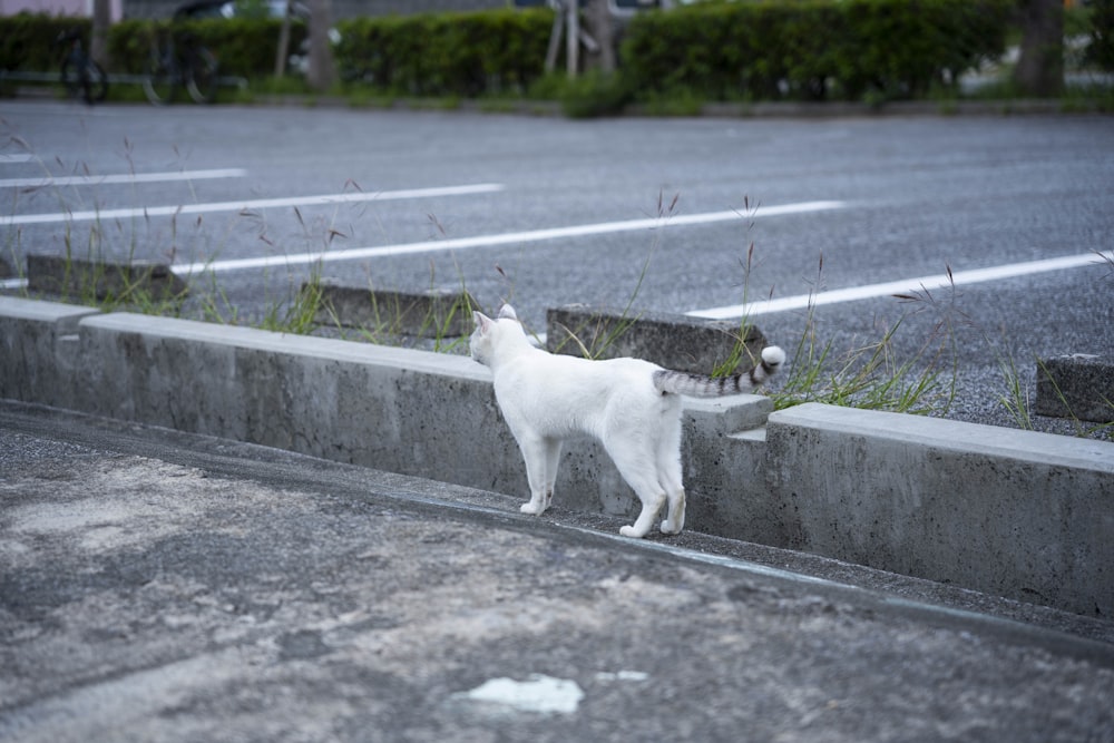 a white cat standing on the side of a road