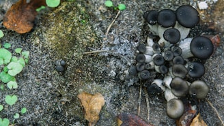 A cluster of dark, round mushrooms grows on a mossy and soil-covered forest floor. Leaves and plants surround the fungi, adding vibrant contrast with their greens and browns. The mushrooms have a smooth, black surface at the top, creating an intriguing visual against the natural backdrop.
