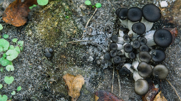A cluster of dark, round mushrooms grows on a mossy and soil-covered forest floor. Leaves and plants surround the fungi, adding vibrant contrast with their greens and browns. The mushrooms have a smooth, black surface at the top, creating an intriguing visual against the natural backdrop.