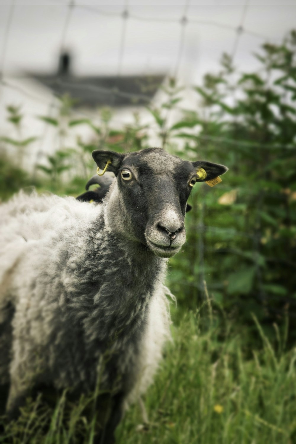 a close up of a sheep in a field of grass