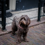 A fluffy, brown dog standing on a cobblestone sidewalk, wearing a collar and leash. The background features a black wrought iron railing and a brick building.