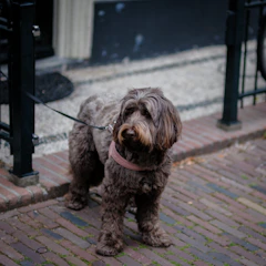 A dog wearing a stylish collar and leash set on a city sidewalk.