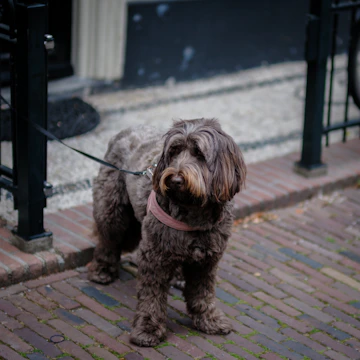 A dog wearing a stylish collar and leash set on a city sidewalk.