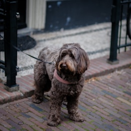 A fluffy, brown dog standing on a cobblestone sidewalk, wearing a collar and leash. The background features a black wrought iron railing and a brick building.