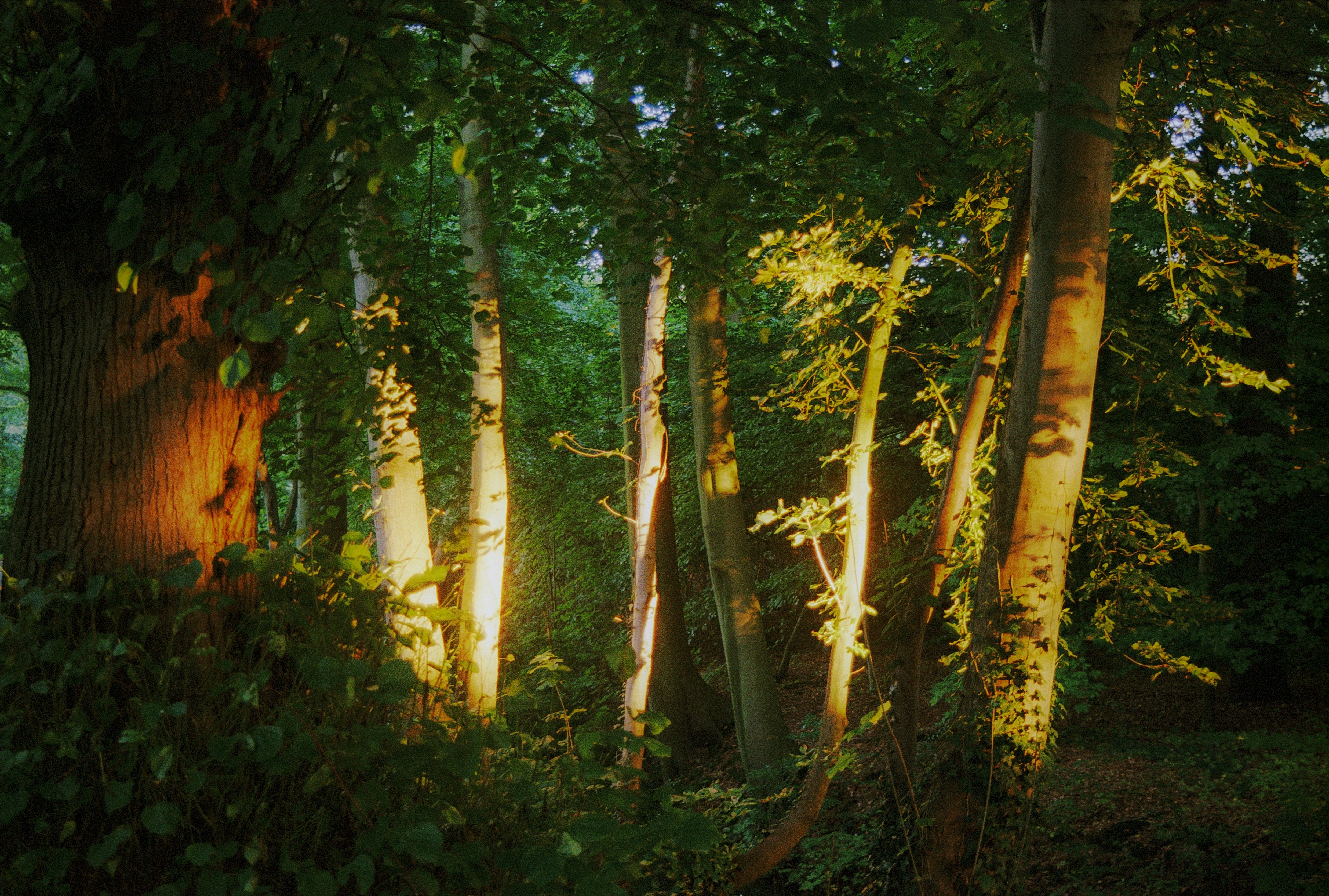 Afbeelding van Vught