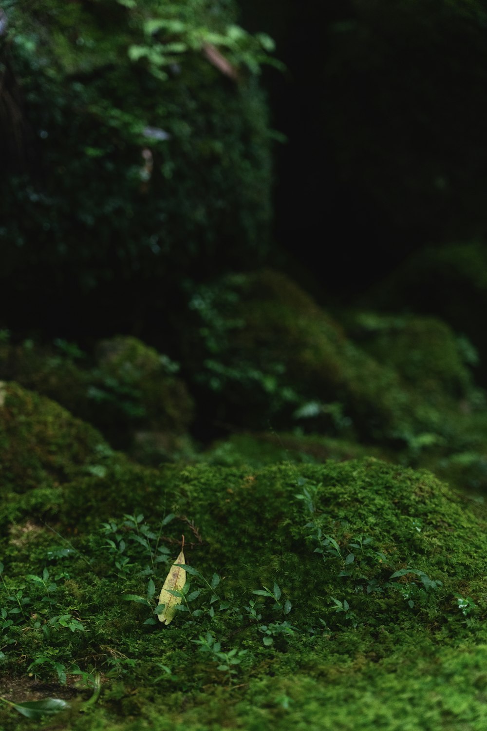 a bird is standing on a moss covered rock