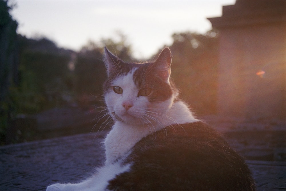 a black and white cat laying on the ground