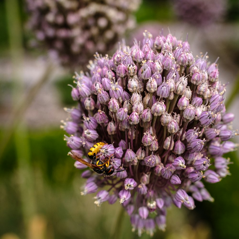 un primo piano di un fiore con un'ape su di esso