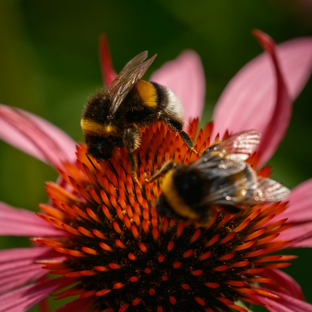 two bees are sitting on a pink flower