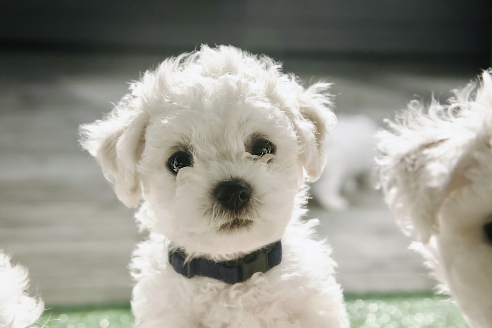 a close up of a small white dog