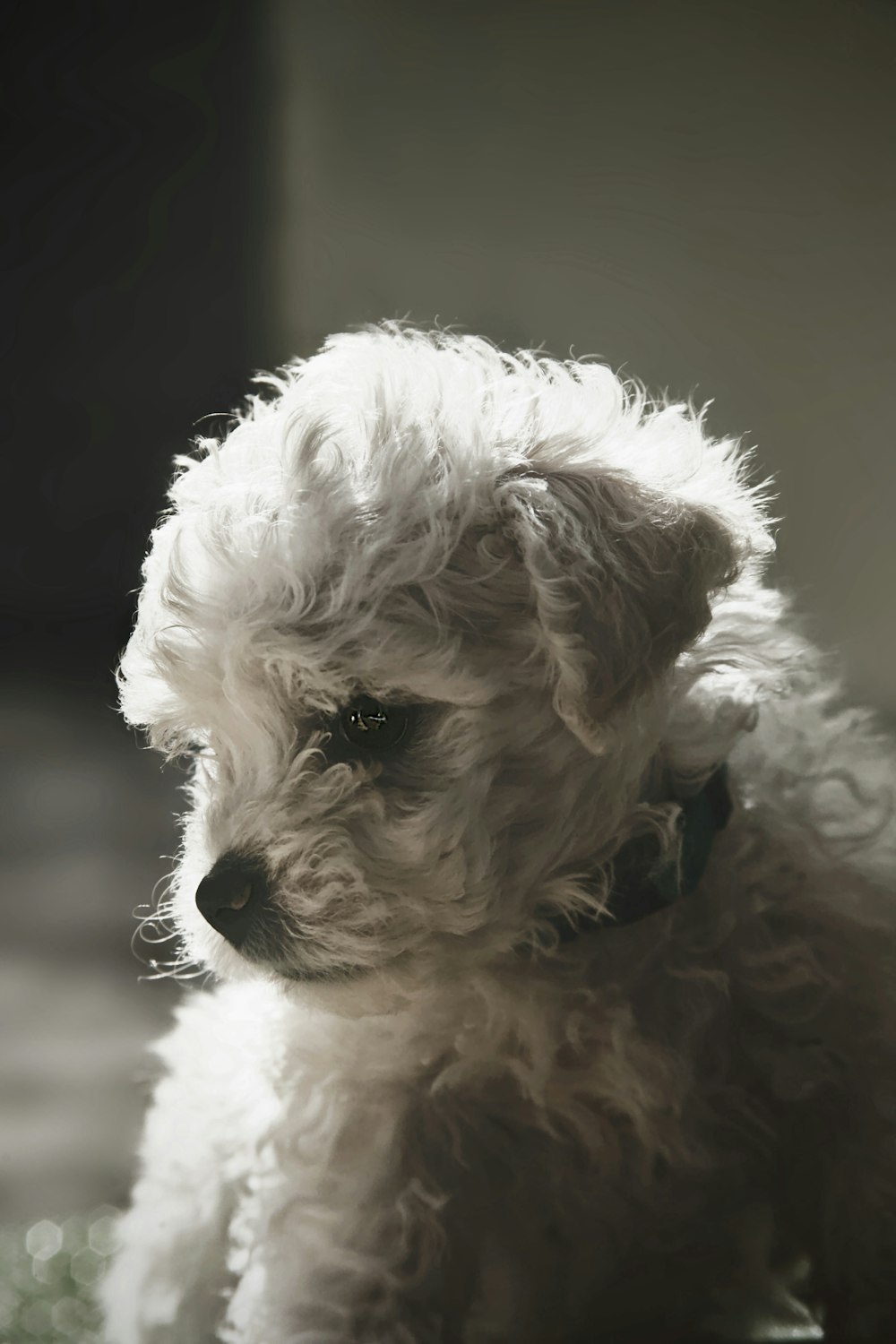 a small white dog sitting on top of a table