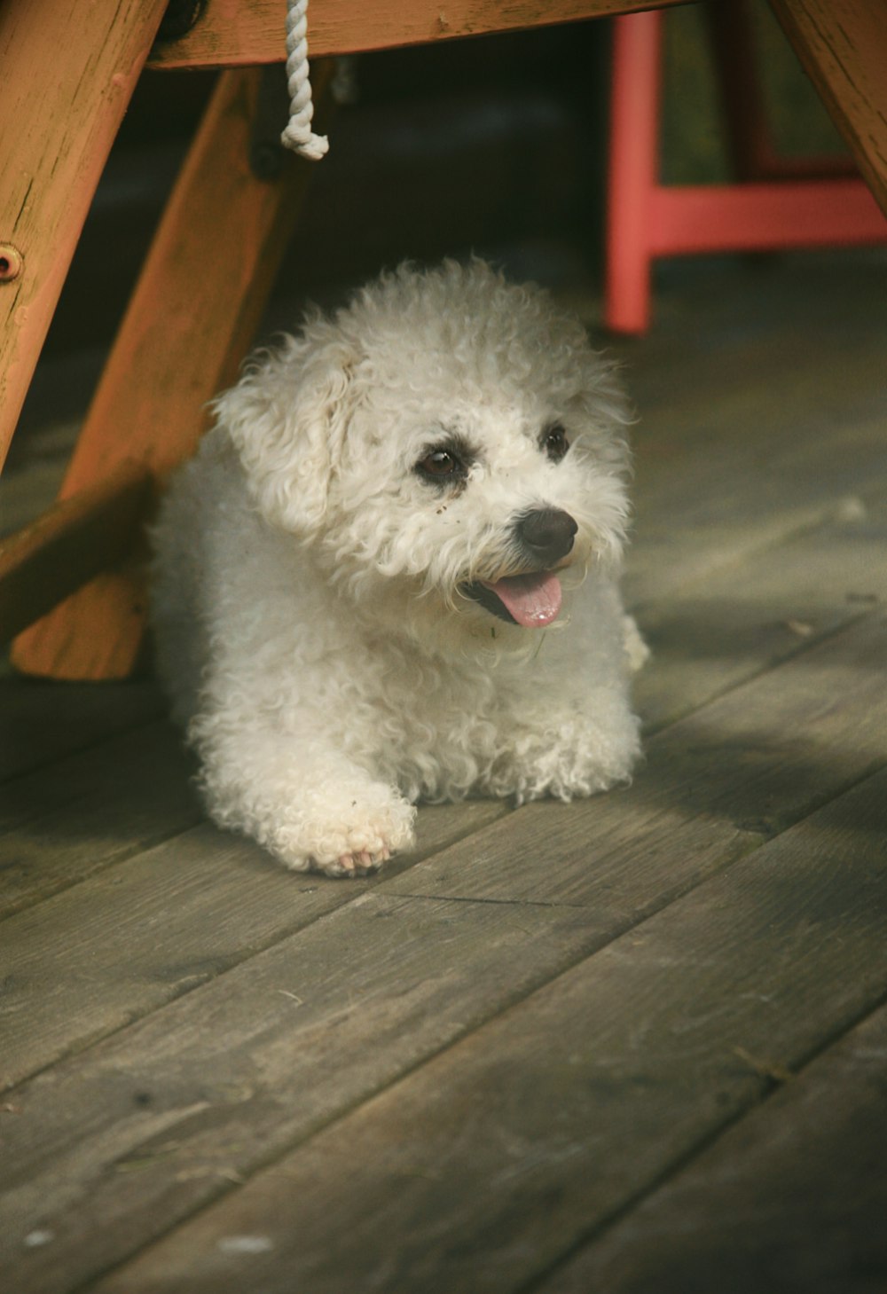 a small white dog sitting under a wooden table