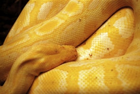 The image features a close-up view of a yellow snake with white patterns on its scales. The snake is coiled, displaying its intricate skin texture and vibrant coloring.