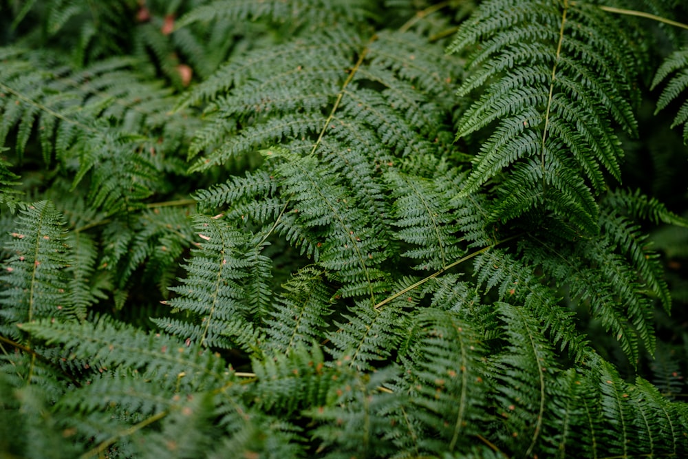 a close up of a bunch of green plants