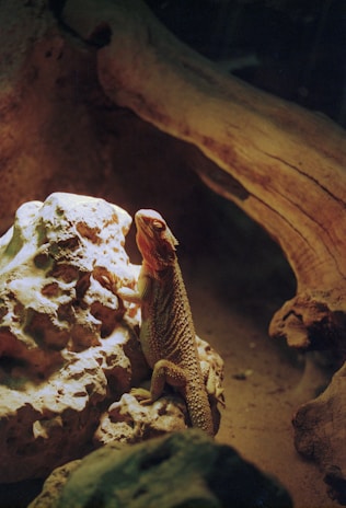 A bearded dragon basking under a warm light on a textured rock.
