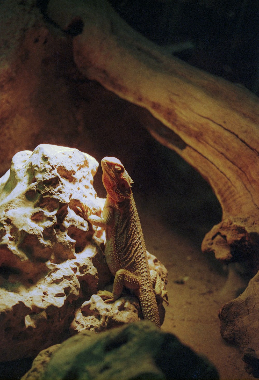 Un lézard est assis sur un rocher dans un zoo