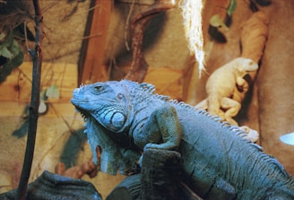 A large blue iguana is perched on a branch in a reptile enclosure, with a second smaller lizard in the background. The environment is filled with natural elements like branches and leaves, creating a habitat-like setting.