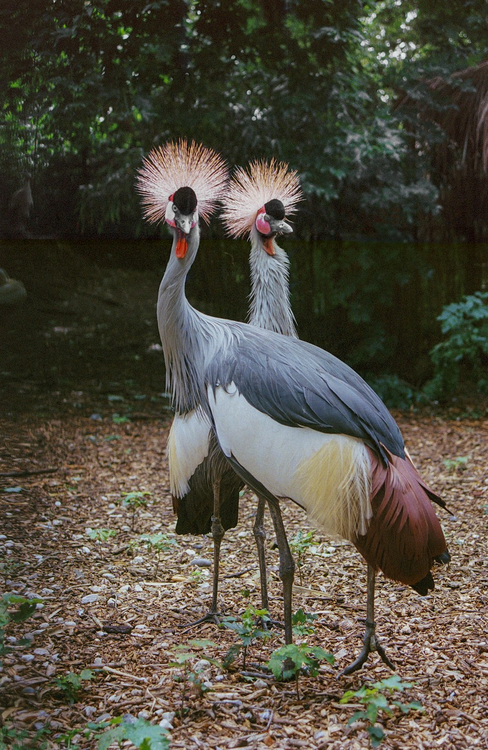 a couple of birds that are standing in the dirt