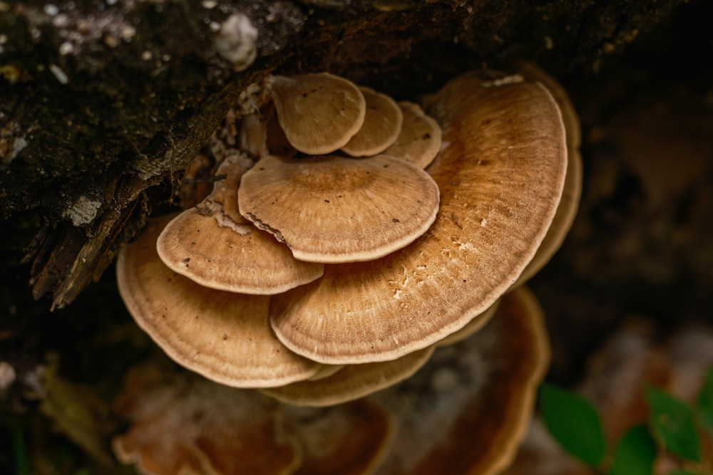 a group of mushrooms growing on the side of a tree