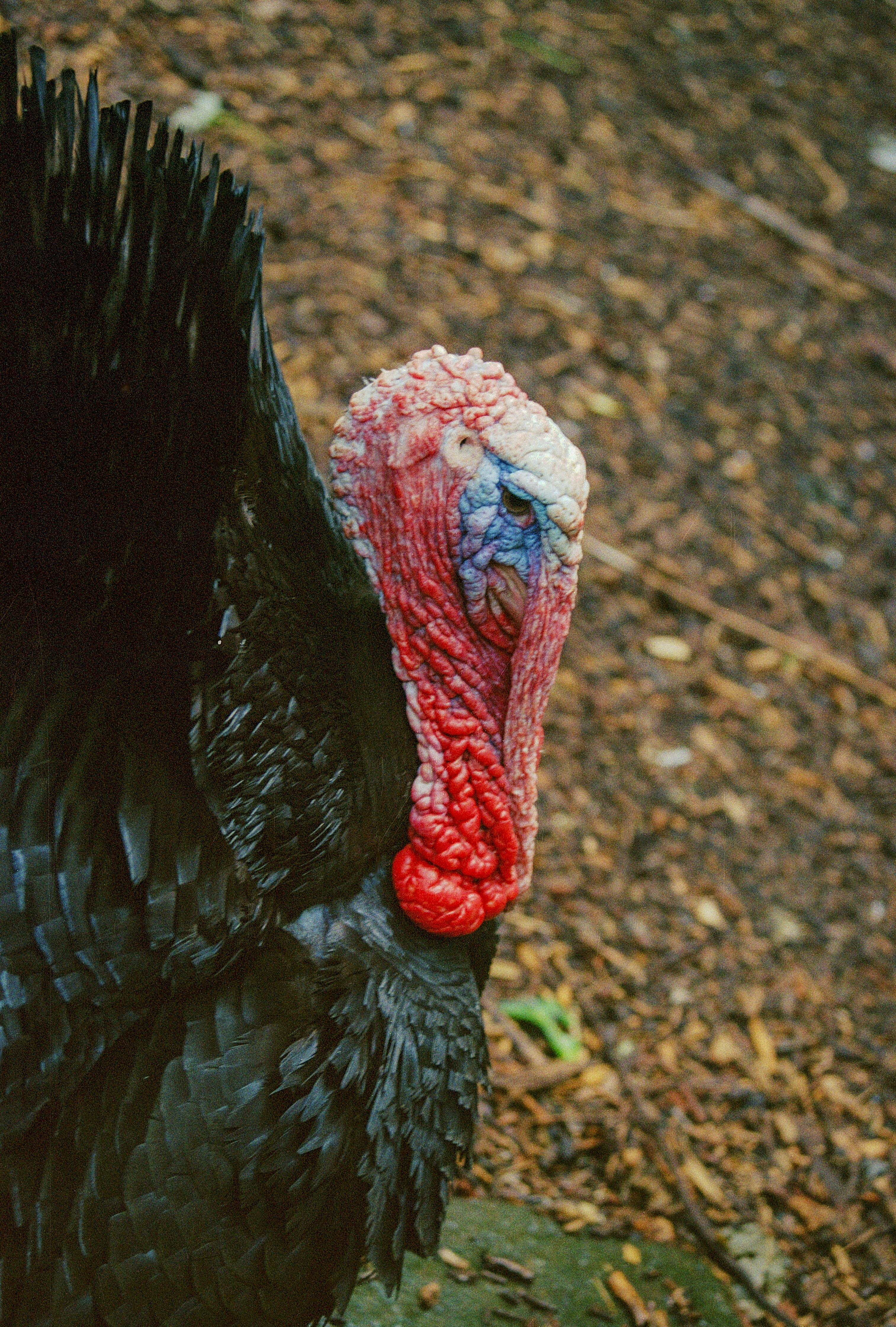 地面の七面鳥のクローズアップ