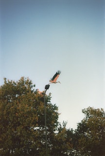 Two large birds with wide wings are seen flying and perched on a streetlight against a clear sky. The trees below are lush and green, suggesting a natural and serene setting.