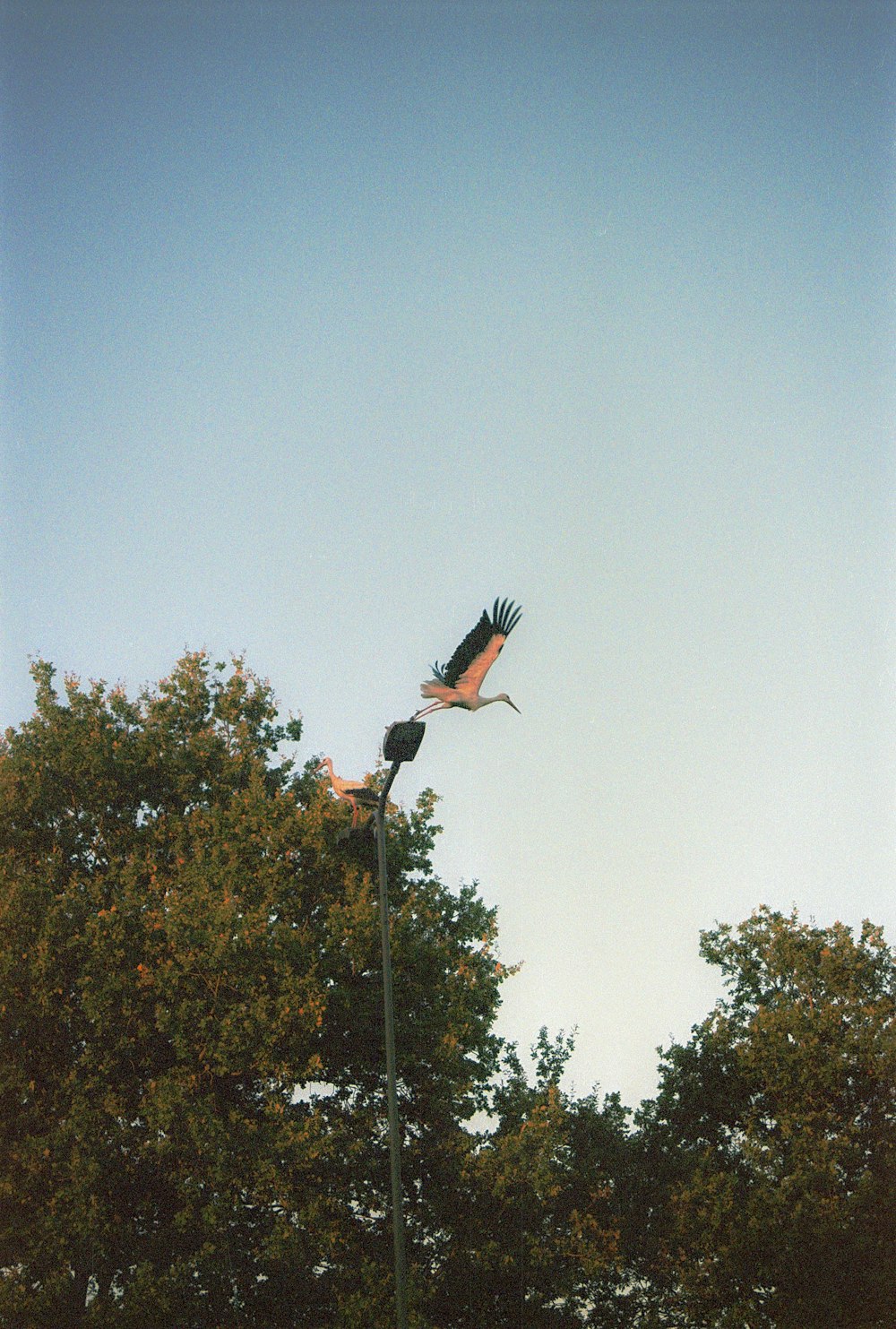 a bird flying over a street light next to a tree