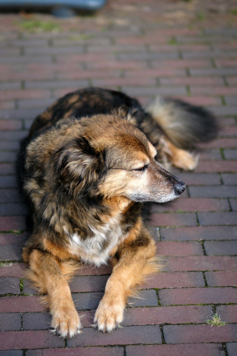 a brown and black dog laying on top of a brick road