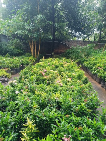 A serene garden with vibrant plants and warm-toned pots.