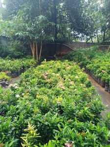 A lush garden with rows of potted plants featuring green foliage and small pink flowers. Tall bamboo trees rise on one side, with a brick wall partially visible in the background. The atmosphere is serene, with a sense of abundant growth and nature.