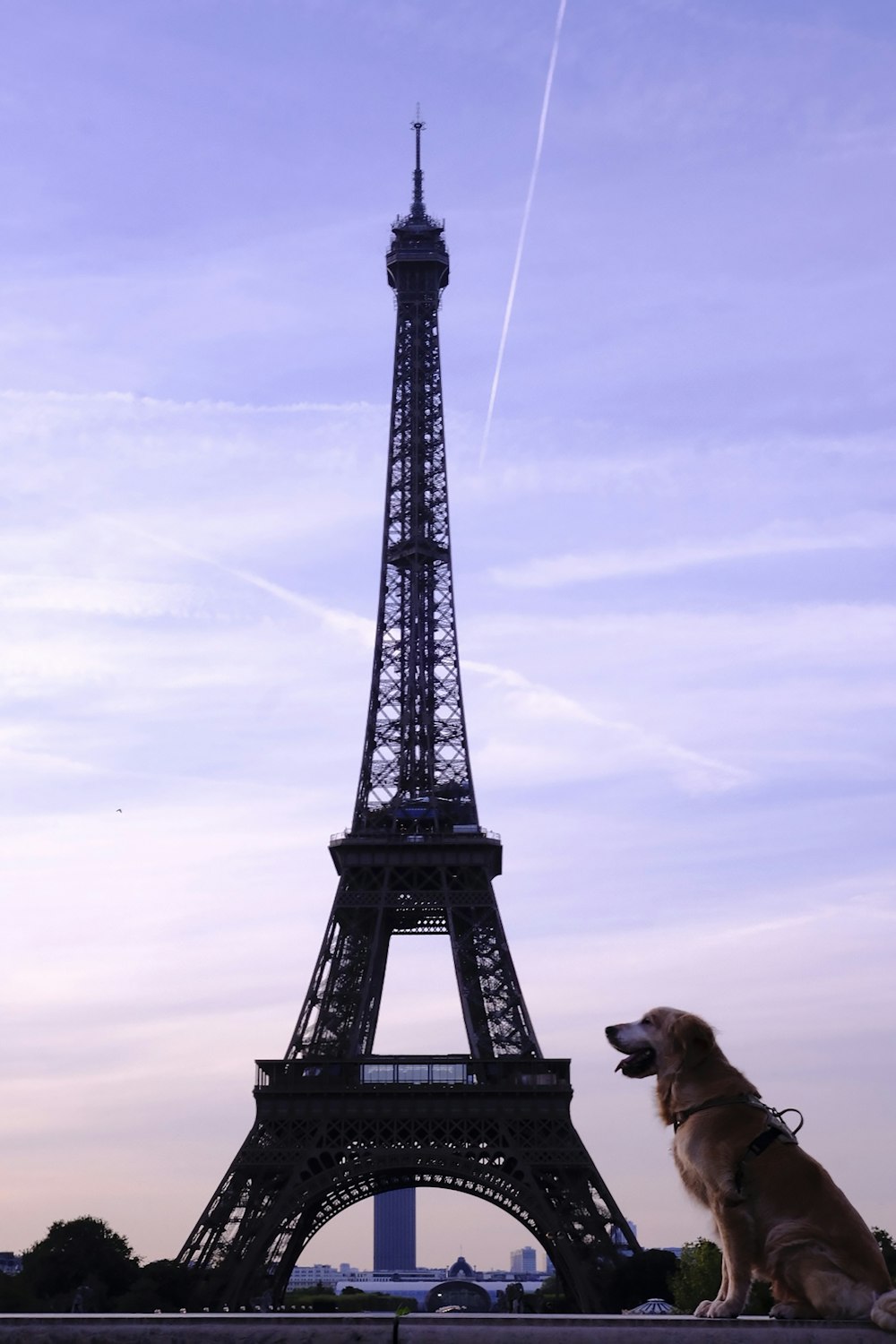 a dog sitting in front of the eiffel tower