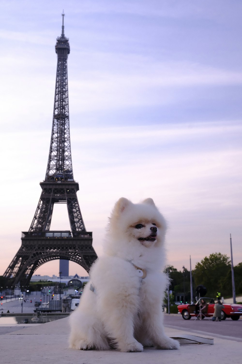 a white dog sitting in front of the eiffel tower