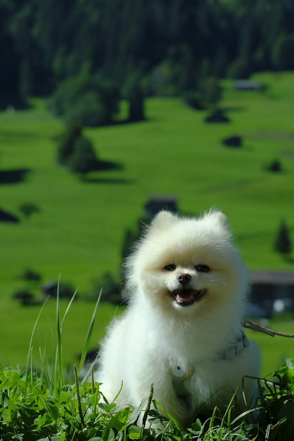 a small white dog standing on top of a lush green field