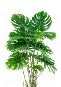 A collection of lush, green Monstera leaves featuring large, split and glossy foliage with distinct fenestration patterns. The plant is set against a plain white background, highlighting the vibrant green and intricate leaf shapes.