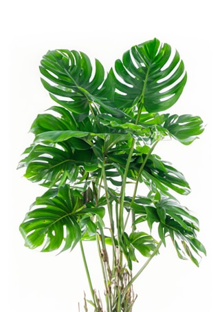 A collection of lush, green Monstera leaves featuring large, split and glossy foliage with distinct fenestration patterns. The plant is set against a plain white background, highlighting the vibrant green and intricate leaf shapes.