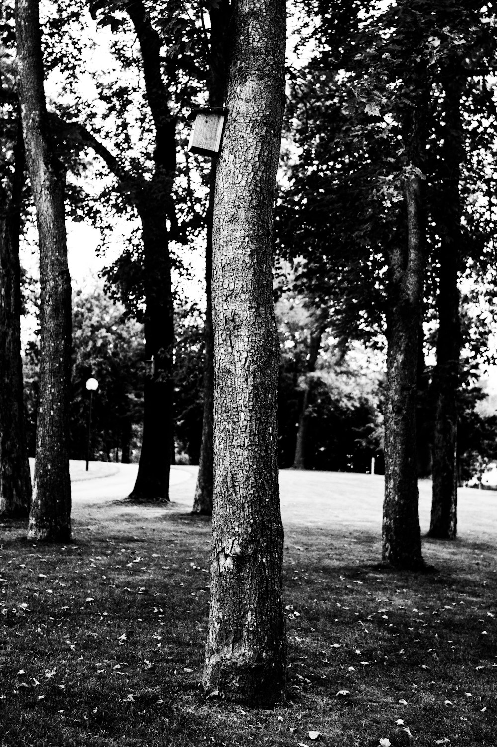 a black and white photo of trees in a park