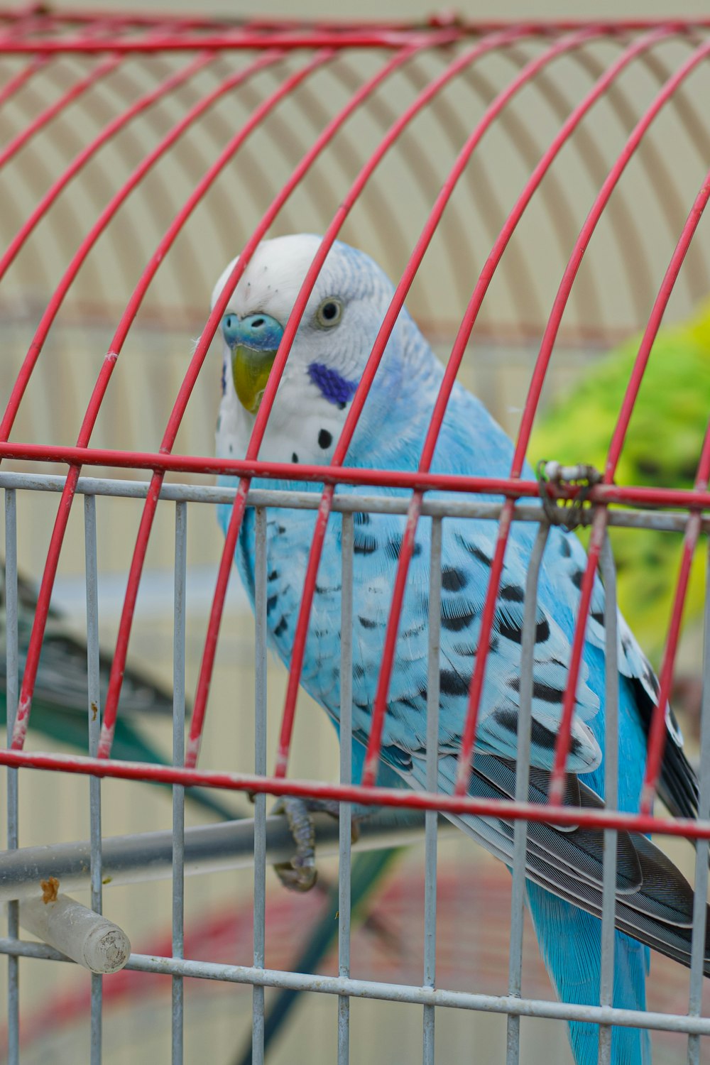 a blue and white parakeet sitting in a cage