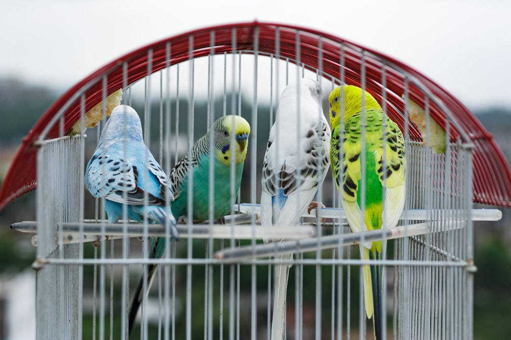a group of parakeets sitting inside of a cage