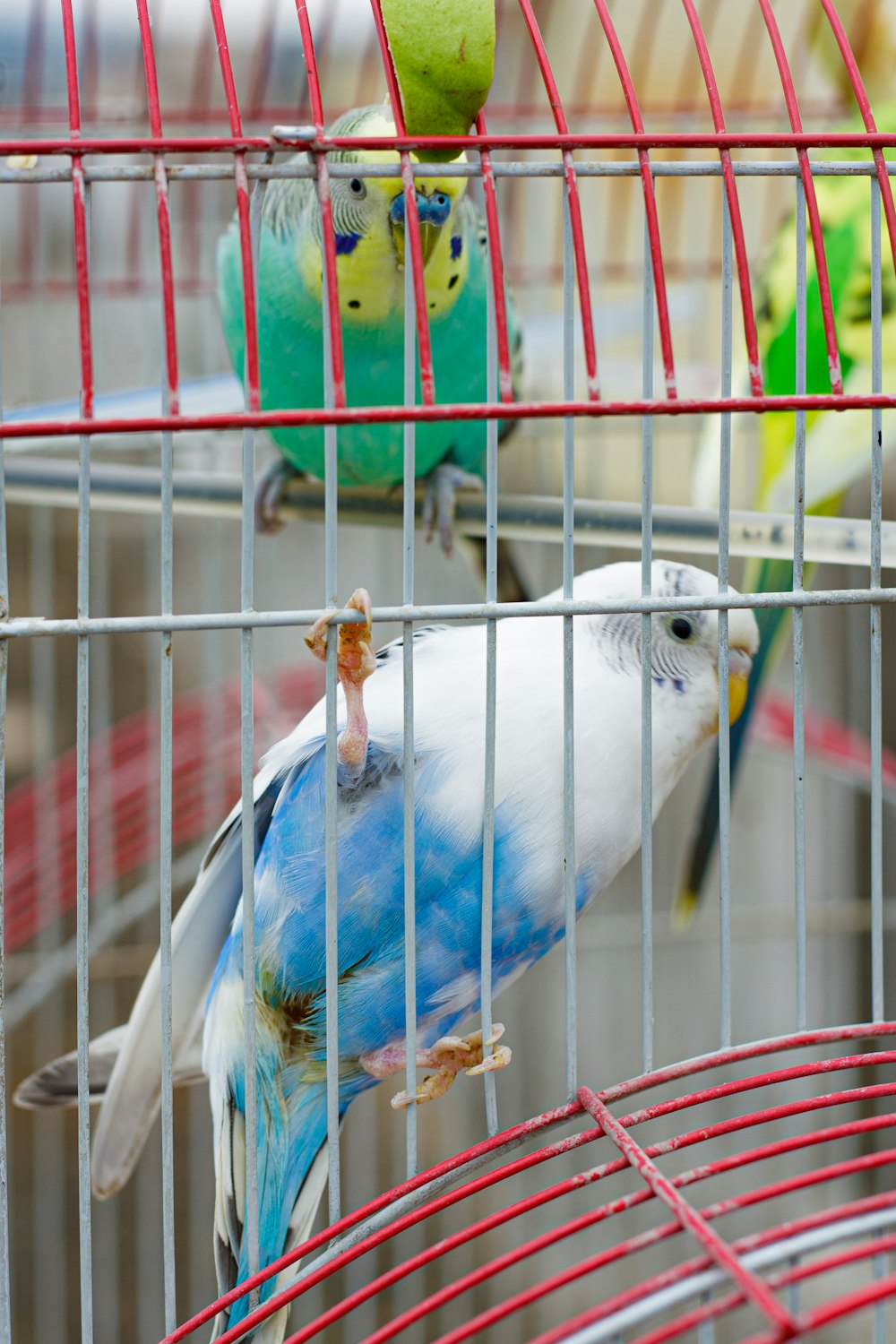 a blue and white bird in a cage