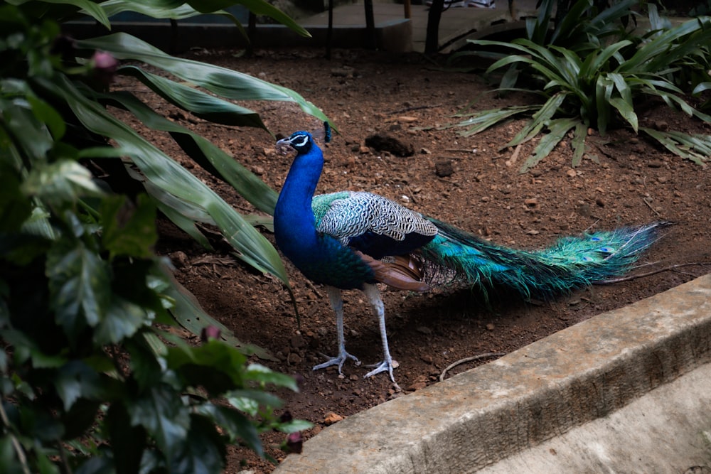 a peacock standing on the ground next to some plants
